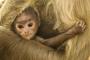 Baby Animal Prints: Northern Plains grey Langur (Semnopithecus entellus) baby holding onto mother, Bandhavgarh