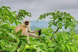 Monkey Prints: Northern plains grey langur (Semnopithecus entellus) sitting in tree top