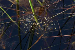 Ranidae Prints: Northern pool frog (Pelophylax lessonae) developed frogspawn in pool