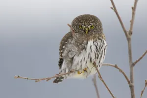 Northern Pygmy owl (Glaucidium gnoma) adult in tree in winter, Okanogan County, Washington