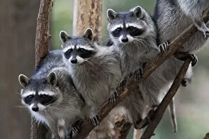 Apprehensive Gallery: Northern raccoon (Procyon lotor), group standing on branch, captive