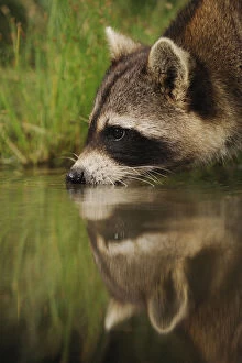 Images Dated 14th April 2008: Northern Raccoon (Procyon lotor) drinking from wetland lake with reflections. Fennessey Ranch