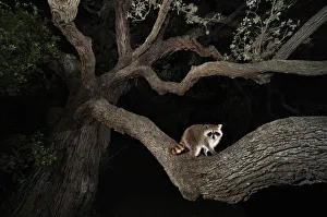Northern raccoon (Procyon lotor) young at night climbing live Oak tree (Quercus virginiana) Dinero