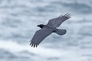 Great Raven Prints: Northern raven (Corvus corax) in flight, Cornwall, England, UK. August