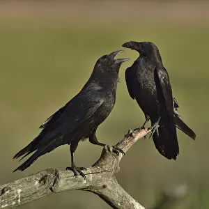 2019 January Highlights Gallery: Northern raven (Corvus corax) pair perching on branch. Danube Delta, Romania, May