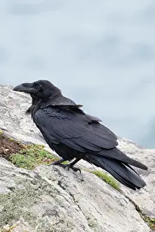 Great Raven Prints: Northern raven (Corvus corax) perched on a rock, Cornwall, England, UK. August