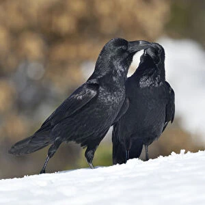 Northern ravens (Corvus corax) interacting in snow, Leon, Spain, February