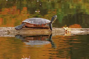 Chrysemys Rubriventris Bangsi Prints: Northern red-bellied turtle (Pseudemys rubriventris) basking on log over water