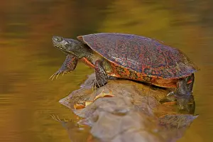 Chrysemys Rubriventris Bangsi Prints: Northern red-bellied turtle ( Pseudemys rubriventris) hauling out of water onto basking log