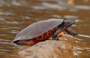 Chrysemys Rubriventris Bangsi Prints: Northern red-bellied turtle (Pseudemys rubriventris) hauling out of water onto basking log
