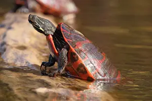 Chrysemys Rubriventris Bangsi Prints: Northern red-bellied turtle (Pseudemys rubriventris) hauling out of water onto basking log