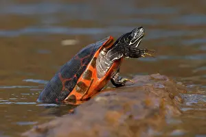 Reptile Prints: Northern red-bellied turtle (Pseudemys rubriventris) male