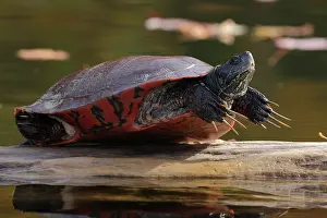 Chrysemys Rubriventris Bangsi Prints: Northern red-bellied turtle (Pseudemys rubriventris) male with long front claws