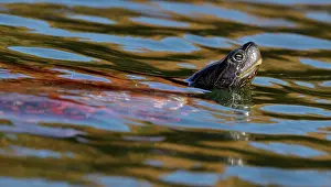Reptile Prints: Northern red-bellied turtle (Pseudemys rubriventris) swimming in pond