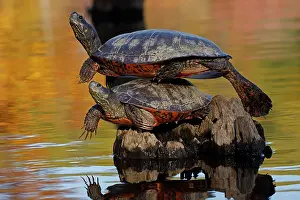Chrysemys Rubriventris Bangsi Prints: Two Northern red-bellied turtles (Pseudemys rubriventris) basking