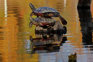 Chrysemys Rubriventris Bangsi Prints: Two Northern red-bellied turtles (Pseudemys rubriventris) basking