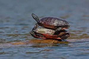 Reptile Prints: Two Northern red-bellied turtles (Pseudemys rubriventris) basking on log