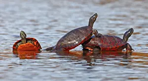 Chrysemys Rubriventris Bangsi Prints: Three Northern red-bellied turtles (Pseudemys rubriventris) basking on log in water