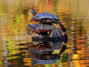 Chrysemys Rubriventris Bangsi Prints: Two Northern red-bellied turtles (Pseudemys rubriventris) resting on a rock