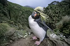 Images Dated 24th October 2017: Northern Rockhopper Penguin (Eudyptes moseleyi) in windswept nesting colony. Gough Island