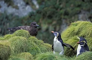 Northern Rockhopper Penguin (Eudyptes moseleyi) with Brown skua (Stercorarius antarcticus)