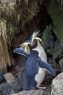 Northern Rockhopper Penguin (Eudyptes moseleyi) Gough and Inaccessible Islands UNESCO