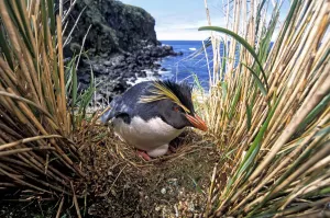 Eudyptes Prints: Northern Rockhopper Penguin (Eudyptes moseleyi) on nest, Gough Island, Gough