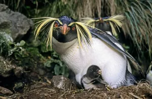 Eudyptes Prints: Northern rockhopper penguin (Eudyptes moseleyi) parent with chick. Gough Island, Gough