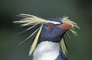 Northern rockhopper penguin (Eudyptes moseleyi) portrait, Gough Island, Gough