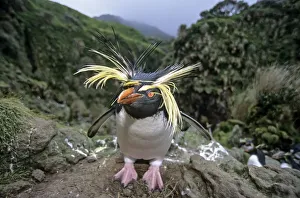 Northern Rockhopper Penguin (Eudyptes moseleyi) in windswept nesting colony. Gough Island