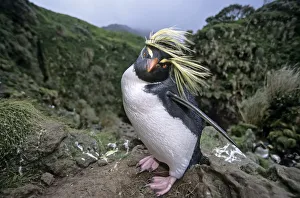 Northern Rockhopper Penguin (Eudyptes moseleyi) in windswept nesting colony. Gough Island