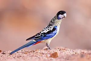 True Parrot Prints: Northern rosella (Platycercus venustus) standing in a dry creek bed