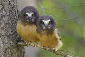 Two Northern Saw-whet Owls (Aegolius acadicus) fledgling chicks, that have recently