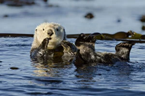 Otters Gallery: Northern sea otter (Enhydra lutris kenyoni) floating amongst bull kelp, Vancouver Island