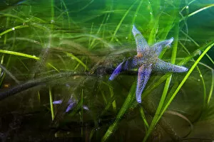 2021 February Highlights Collection: Northern sea star (Asterias rubens), two feeding in Eelgrass (Zostera marina) bed