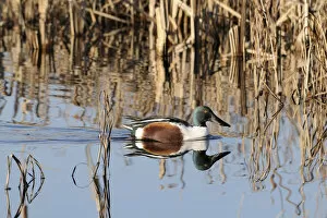 Images Dated 19th January 2011: Northern shoveler drake (Anas clypeata) reflected in calm water as it swims among reeds