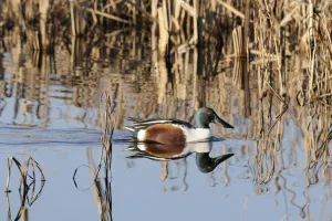 Northern shoveler drake (Anas clypeata) reflected in calm water as it swims among reeds