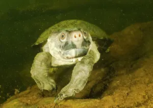 Creeks Prints: Northern snapping turtle (Elseya dentata) female walking along a creek bed