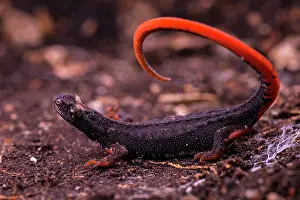 Caudata Prints: Northern spectacled salamander (Salamandrina perspicillata) displaying unkenreflex in response to threat