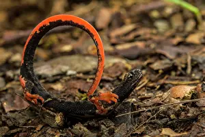 Caudata Prints: Northern spectacled salamander (Salamandrina perspicillata) displaying unkenreflex in response to threat