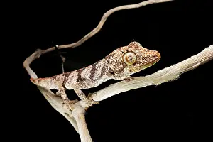 Gecko Prints: Northern spiny-tailed gecko (Strophurus ciliaris) male