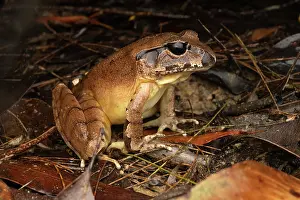 New South Wales Prints: Northern stuttering frog (Mixophyes balbus) portrait, Gosford, New South Wales, Australia