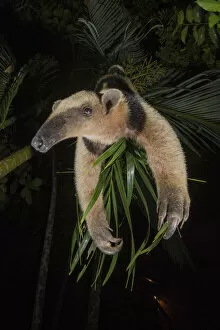Anteater Gallery: Northern tamandua (Tamandua mexicana) Nicoya Peninsula, Costa Rica