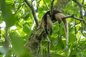 Northern tamandua (Tamandua mexicana) sleeping in a tree Corcovado National Park