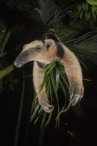 Northern tamandua (Tamandua mexicana) Nicoya Peninsula, Costa Rica