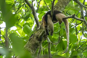 Northern tamandua (Tamandua mexicana) sleeping in a tree Corcovado National Park