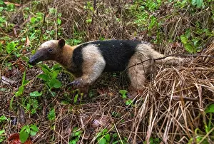 Anteater Prints: Northern tamandua (Tamandua mexicana) walking through rainforest undergrowth