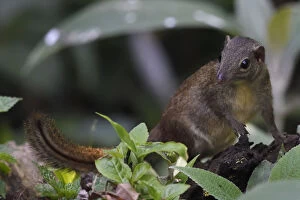 Northern tree shrew (Tupaia belangeri) feeding on insects from a tree trunk in Baihualing