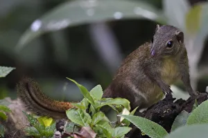 2018 October Highlights Prints: Northern tree shrew (Tupaia belangeri) feeding on insects from a tree trunk in Baihualing
