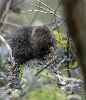 Arvicola Prints: Northern water vole (Arvicola amphibius) feeding on willow flowers, Finland. May